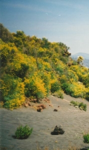 Lipari, rare flora